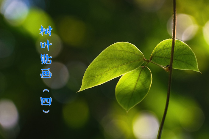 树叶贴画（四）